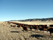 USA-Wyoming-Two Creek Ranch Cattle Drive